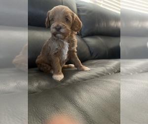 F2 Aussiedoodle Puppy for sale in WHITE CITY, OR, USA