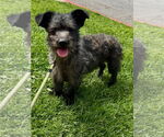 Small #5 Mutt