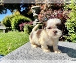 Puppy 3 Shih Tzu