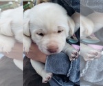 Small #29 Labrador Retriever