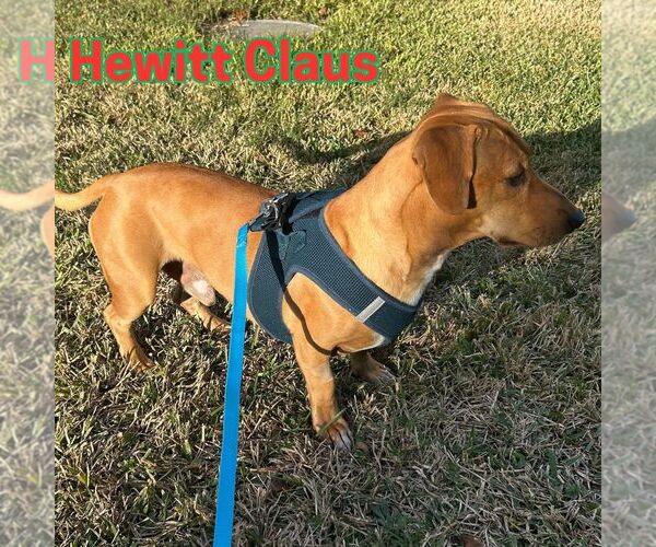 Medium Photo #3 Dachshund Puppy For Sale in San Antonio, TX, USA