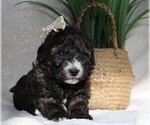 Small Photo #7 Cavapoo Puppy For Sale in JONES, MI, USA