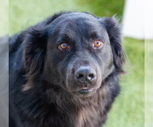 Retriever -Unknown Mix Dogs for adoption in Canton, CT, USA