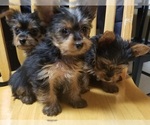 Small #25 Yorkshire Terrier