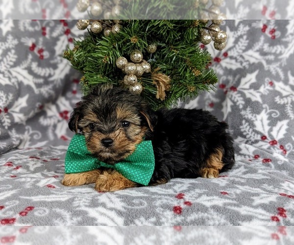 Medium Photo #4 YorkiePoo Puppy For Sale in LINCOLN UNIVERSITY, PA, USA