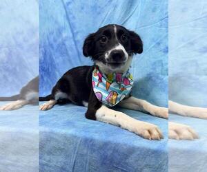 Australian Shepherd-Miniature Pinscher Mix Dogs for adoption in Wetumpka, AL, USA