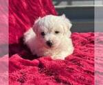 Small #2 Bichon Frise