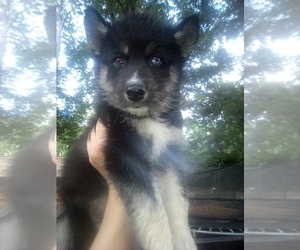 Siberian Husky Puppy for sale in FLORENCE, SC, USA
