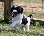 Small Photo #8 Poodle (Standard) Puppy For Sale in ARKADELPHIA, AR, USA