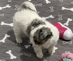 Small Photo #10 Chihuahua Puppy For Sale in MARCUS, IA, USA