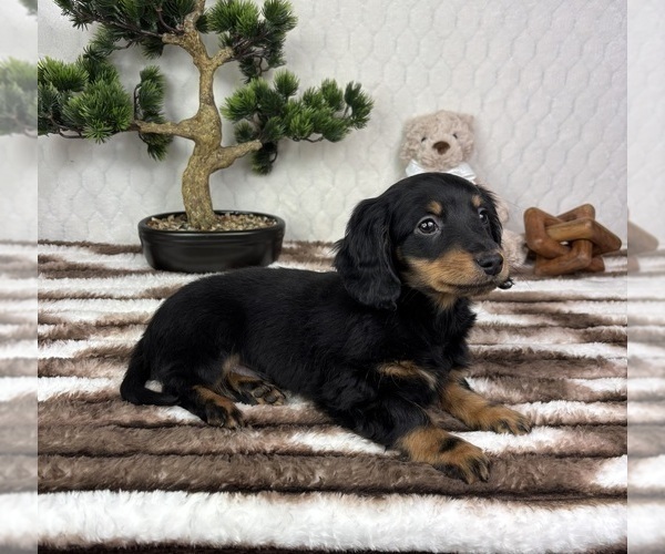 Medium Photo #6 Dachshund Puppy For Sale in FRANKLIN, IN, USA