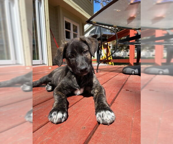 Medium Photo #2 Great Pyrenees-Unknown Mix Puppy For Sale in Brooklyn Center, MN, USA