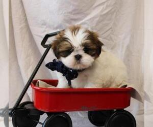 Shih Tzu Puppy for sale in ORO VALLEY, AZ, USA