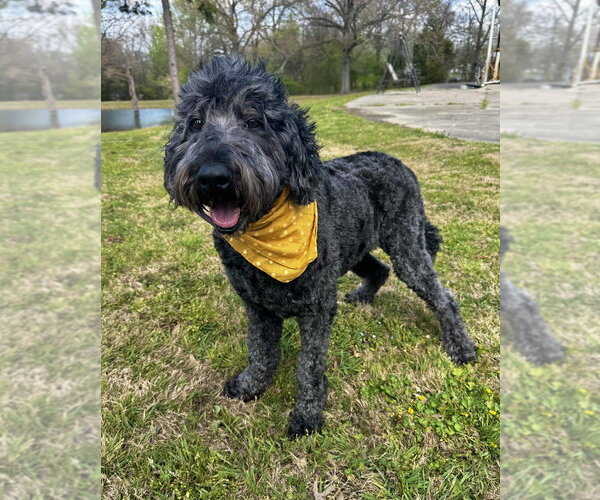 Medium Photo #8 Labrador Retriever-Unknown Mix Puppy For Sale in Boston, MA, USA