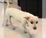 Small Photo #2 Chihuahua-Unknown Mix Puppy For Sale in Washington, DC, USA