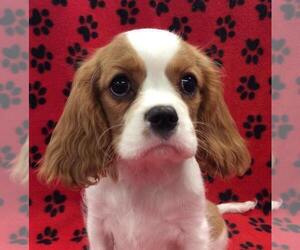 Cavalier King Charles Spaniel Puppy for sale in RUDOLPH, OH, USA