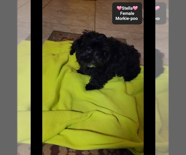 Medium Photo #3 Morkie Poo (Toy) Puppy For Sale in TUCSON, AZ, USA
