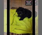 Small #2 Morkie Poo (Toy)
