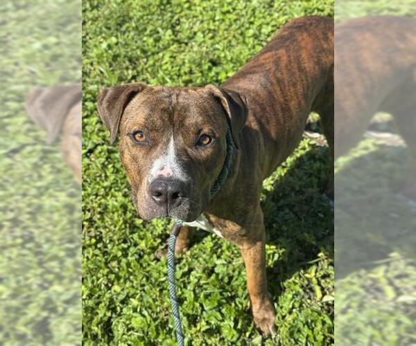 Medium Photo #1 American Staffordshire Terrier Puppy For Sale in Fort Lauderdale, FL, USA