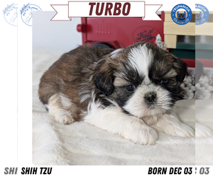 Medium Shih Tzu