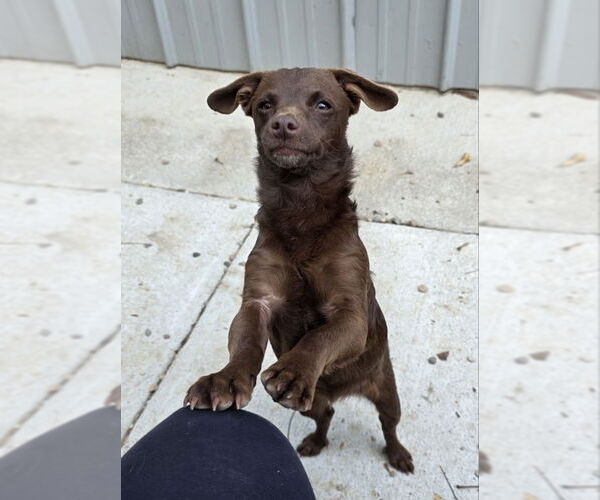 Medium Photo #2 Mutt Puppy For Sale in Woodsfield, OH, USA