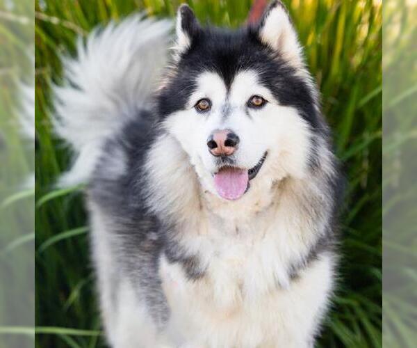 Medium Photo #2 Siberian Husky Puppy For Sale in Camarillo, CA, USA