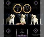 Small Photo #103 Maltipoo Puppy For Sale in WARSAW, IN, USA