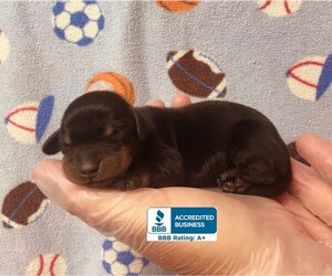 Dachshund Puppy for sale in WINNSBORO, LA, USA