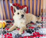 Small Cairn Terrier Mix