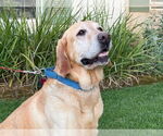 Small #2 Labrador Retriever