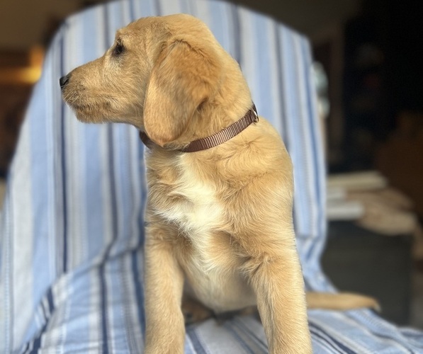 Medium Photo #15 Goldendoodle Puppy For Sale in SAN FERNANDO, CA, USA