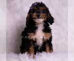 Puppy Jessica Goldendoodle (Miniature)