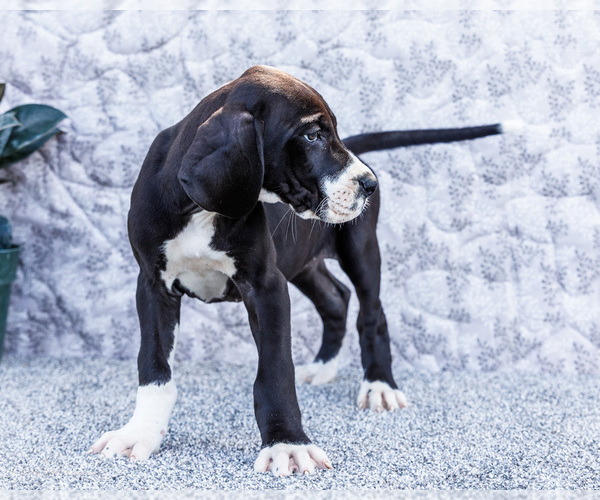Medium Photo #63 Great Dane Puppy For Sale in WAKARUSA, IN, USA
