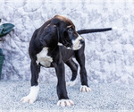 Small #4 Great Dane