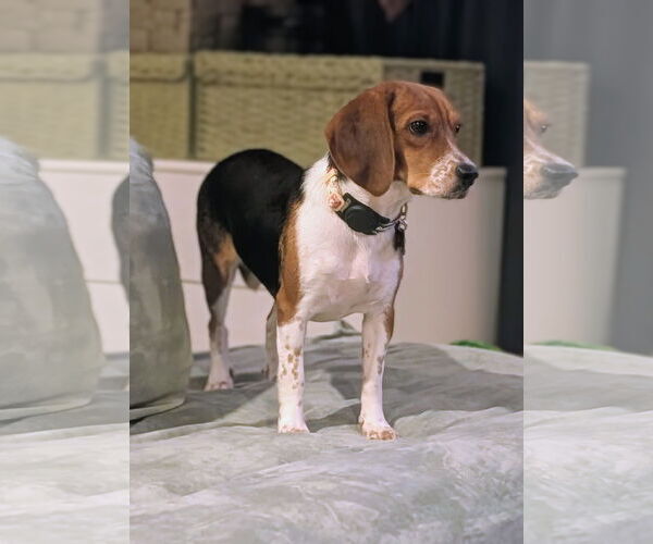 Medium Photo #5 Beagle Puppy For Sale in Tampa, FL, USA