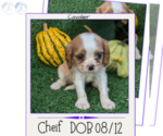 Puppy Cheif Cavalier King Charles Spaniel