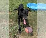 Small #1 Labrador Retriever