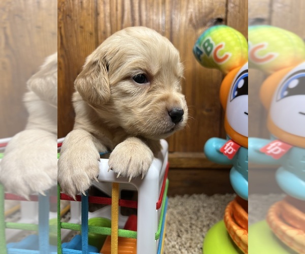 Medium Photo #3 Golden Retriever Puppy For Sale in NEOLA, WV, USA