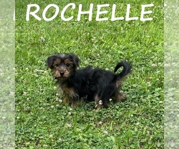 Medium Photo #2 YorkiePoo Puppy For Sale in HARTLAND, MN, USA