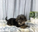Small #7 Schnoodle (Standard)