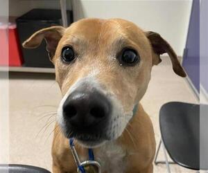 Labrador Retriever-Unknown Mix Dogs for adoption in Bakersfield, CA, USA