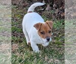 Small Photo #32 Jack Russell Terrier Puppy For Sale in APPLE GROVE, WV, USA