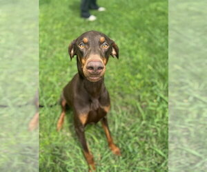 Cooper - Male Doberman Pinscher Dog for Adoption - Photo #3