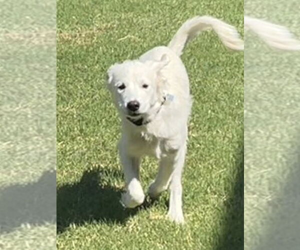 Medium Photo #5 Great Pyrenees Puppy For Sale in Dallas, TX, USA