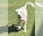 Small #4 Great Pyrenees