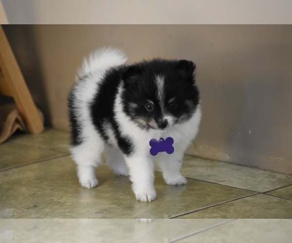 Medium Photo #4 Pomeranian Puppy For Sale in COMMERCE, CA, USA