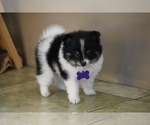 Small Photo #4 Pomeranian Puppy For Sale in COMMERCE, CA, USA