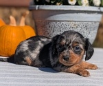 Small #1 Dachshund