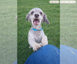 Small #2 Poodle (Miniature)
