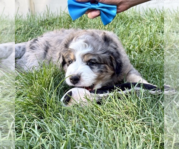 Medium Photo #1 Bernedoodle (Miniature) Puppy For Sale in ROY, UT, USA